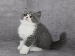 -小猫来了·猫舍(红山六九七九店)