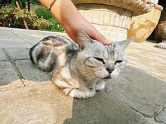 -西安大兴善寺