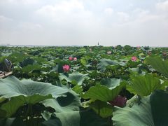 -小陆莲花蟹园农家乐(莲花岛店)