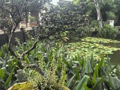 -朱家花园