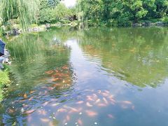 -西湖外事游船(花港观鱼码头)