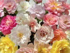 -循礼门鲜花花市(武汉循礼门店)