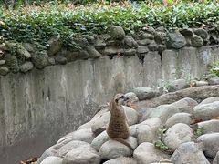 -上海野生动物园