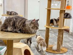 -楼上猫咖(罗湖店)