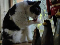 -海边的猫和咖啡馆