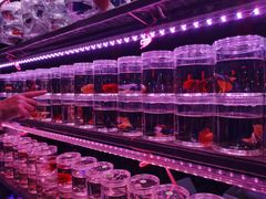 -华声天桥民俗文化园