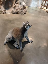 -Zoolung Zoolung动物主题公园(海信广场店)