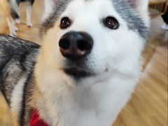 -Husky Go! 哈士奇体验馆·宠物咖啡厅狗咖