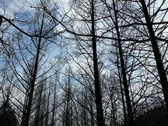 -白水寺森林公园