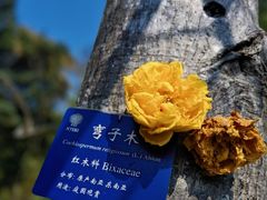 -中国科学院西双版纳热带植物园