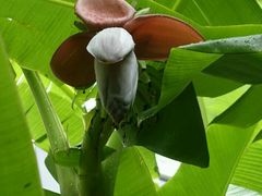 android_upload_pic-园林格兰云天大酒店-太极名厨中餐厅