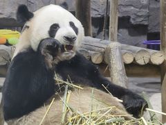 -栾川竹海野生动物园