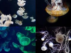 -新加坡海洋生态馆