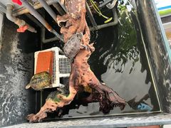 -灵龟之家百象馆(百象馆联合旗舰店)
