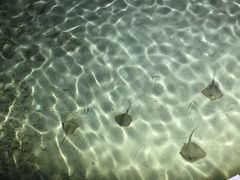 -卡帕莱度假村(西巴丹岛)