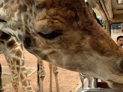 -清迈夜间动物园