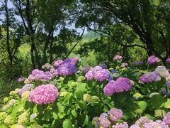 -西湖风景区-江洋畈生态公园