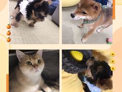 -逗柴咖啡屋·狗咖猫咖宠物桌游
