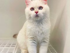 -lincat·猫舍(广州店)