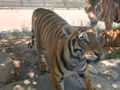 -栾川竹海野生动物园