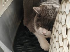 -艾贝尔宠物医院·24H转诊中心·肿瘤猫专科(江宁双龙店)