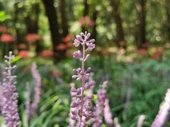 -上海滨江森林公园