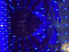 -蟹之国·精品蟹料理(极地店)