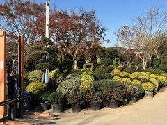 -龙大花卉苗木市场