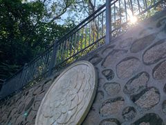 -银湖山郊野公园-相思林