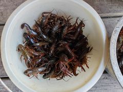 -同銮特种养殖场·龙虾垂钓