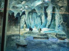 -帝企鹅自助餐厅•儿童岛•真企鹅(长隆企鹅酒店)