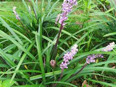 -白鹭湾湿地公园