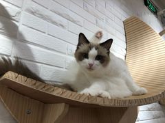 -momokira米努特·德文卷毛猫·棉花面纱犬