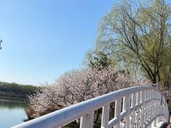 -大兴滨河森林公园