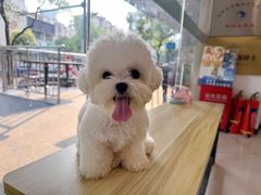 -艾贝尔宠物医院 ·中兽医·宠保定点(北门桥店)