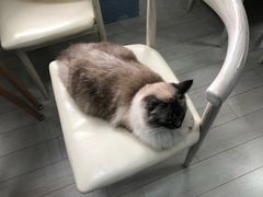 -喵的天空名猫咖啡馆·撸猫·猫舍·用品