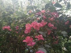 -火炉山森林公园