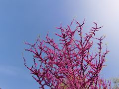 -陕西省西安植物园