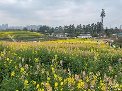 -三圣花乡旅游区