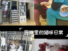 -瑞派天宁宠物医院·猫科·异宠中心