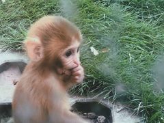 -武汉紫薇都市田园