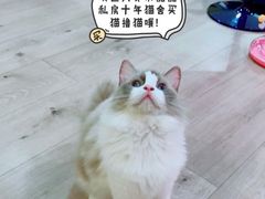 -Bastet sally猫舍购宠(静安店)