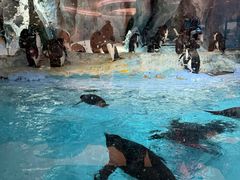 -帝企鹅自助餐厅•儿童岛•真企鹅(长隆企鹅酒店)