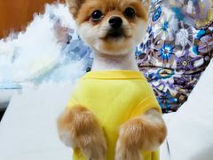 -翊宠yipet猫狗购宠庄园犬舍•猫舍