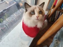 -猫小主咖啡·猫咖cat cafe(福田店)
