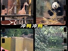 -广州动物园