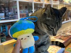 -猫的天空之城概念书店(丽江古城饮玉巷店)