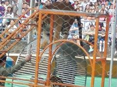 -野生动物园-停车场