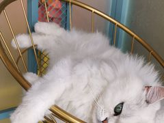 -喵屿·大理花园猫咖