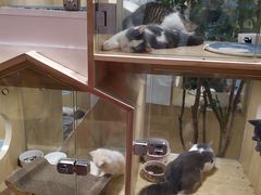 -屋虎猫馆(宝安大仟里店)